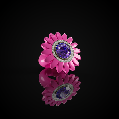 The Barberton Daisy