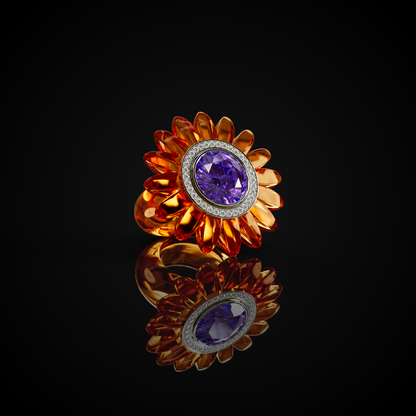 The Barberton Daisy
